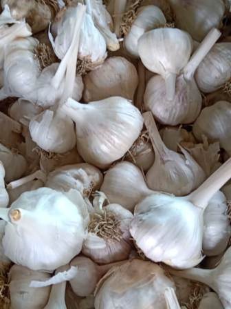 Garlic